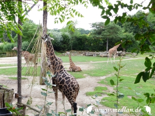 Zoo Leipzig: Giraffe